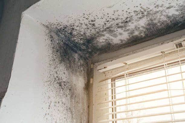 Affordable Mold Cleanup solutions in Maplewood, WA