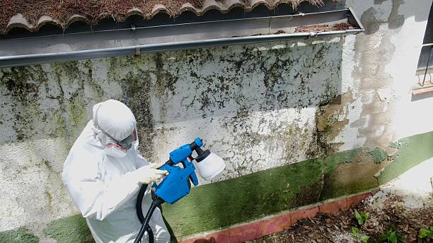 Trusted Attic Mold Removal service in Maplewood, WA - Cheap Mold Removal